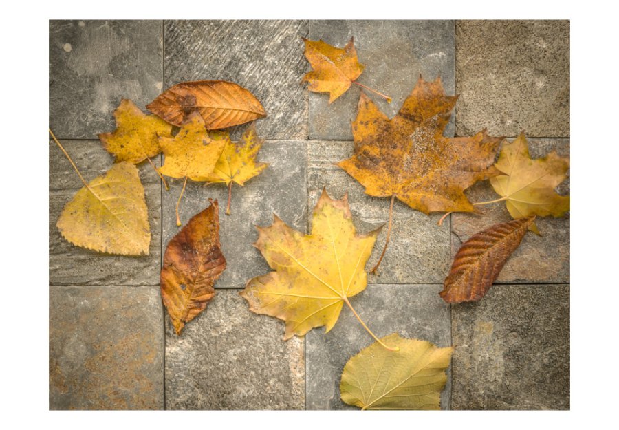 ARTGEIST - Fototapet med efterrs-design og blade - Flere strrelser