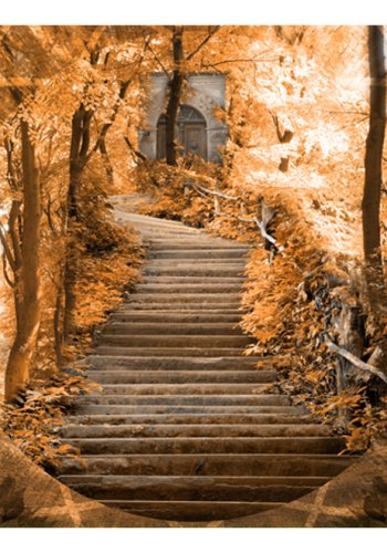 ARTGEIST - Fototapet fra skoven med trappe der leder op til en dr - Flere strrelser