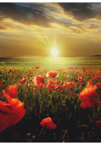 ARTGEIST - Fototapet af daggry p en eng af valmuer - Flere strrelser