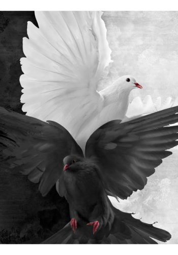 ARTGEIST - Fototapet med en sort og hvid due - Flere strrelser