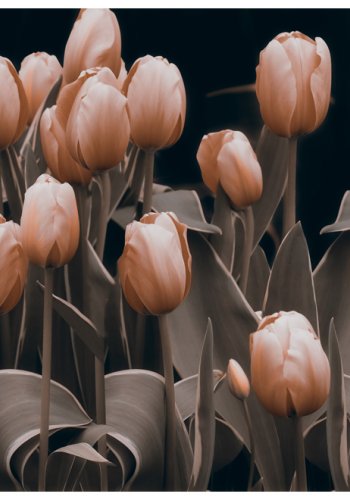 ARTGEIST - Fototapet med tulipaner p mrk baggrund - Flere strrelser