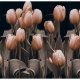 ARTGEIST - Fototapet med tulipaner p mrk baggrund - Flere strrelser