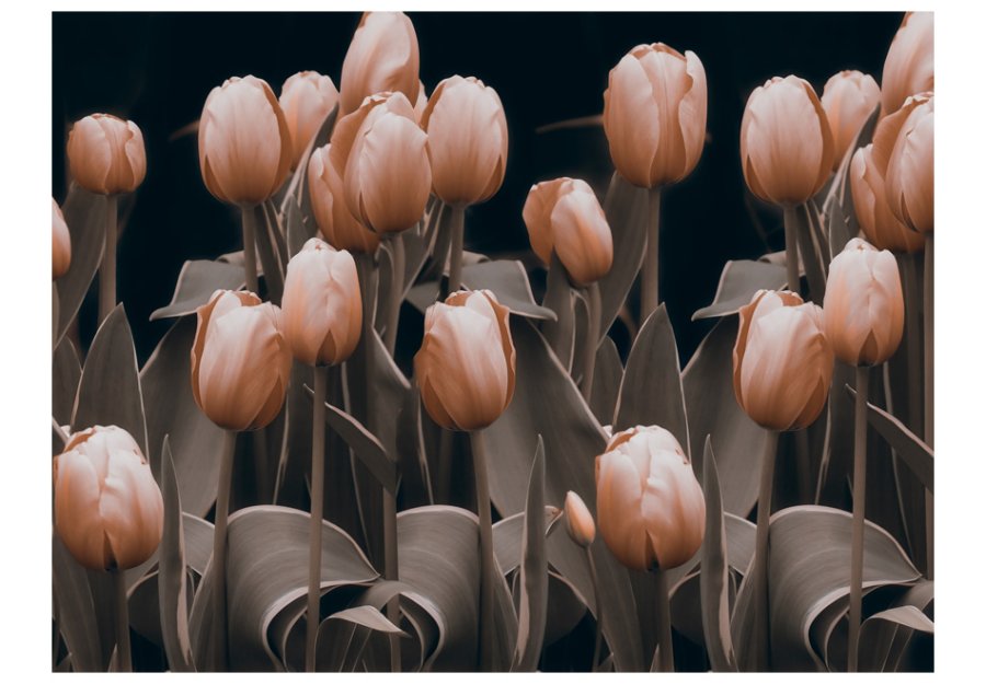 ARTGEIST - Fototapet med tulipaner p mrk baggrund - Flere strrelser