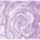 ARTGEIST - Fototapet med rose i lilla nuancer - Flere strrelser