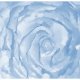 ARTGEIST - Fototapet med rose i bl nuancer - Flere strrelser