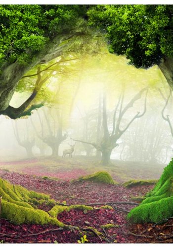 ARTGEIST Natur fototapet med motiv af magisk fortryllende skov med store trer (flere strrelser)