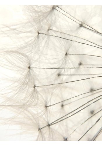 ARTGEIST Natur fototapet med nrbillede af hvid mlkebtte p lys beige baggrund (flere strrelser)