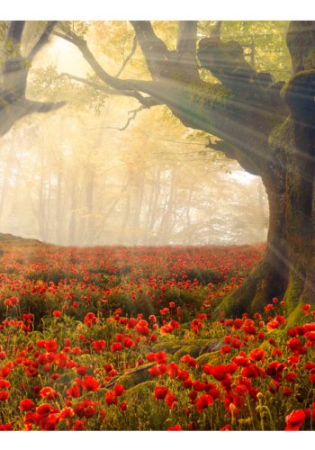 ARTGEIST Natur fototapet med motiv af morgensol i skov og valmuer i skovbund (flere strrelser)