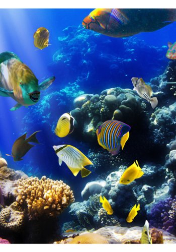 ARTGEIST Fototapet med motiv af tropiske fisk i koralrev i havet (flere strrelser)
