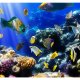 ARTGEIST Fototapet med motiv af tropiske fisk i koralrev i havet (flere strrelser)
