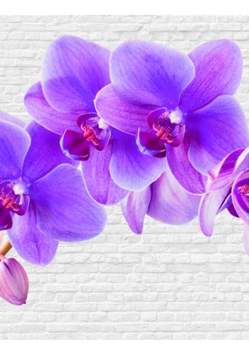 ARTGEIST - Fototapet med lilla orkidé p baggrund af hvide mursten - Flere strrelser