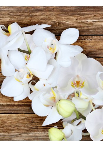 ARTGEIST - Fototapet af hvid orkidé p baggrund af gammelt tr - Flere strrelser