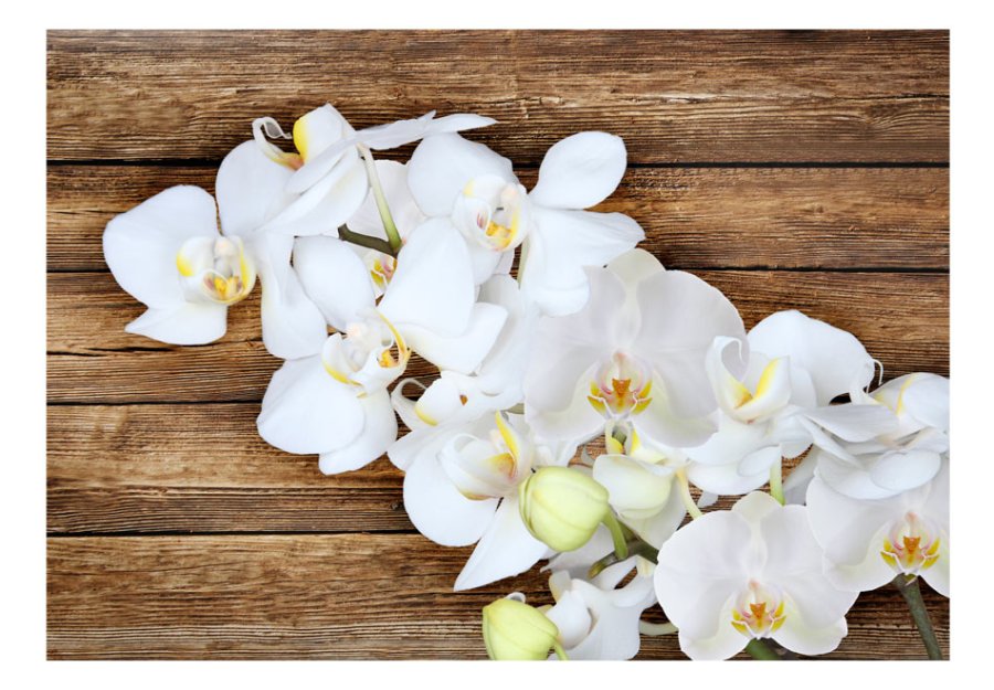 ARTGEIST - Fototapet af hvid orkidé p baggrund af gammelt tr - Flere strrelser