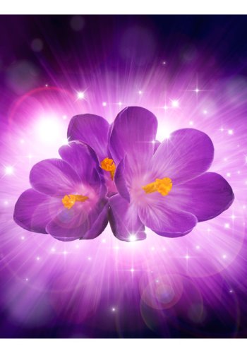 ARTGEIST - Fototapet af lilla orkidé oplyst af flot baggrundsskr - Flere strrelser