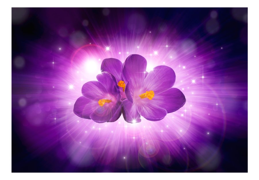 ARTGEIST - Fototapet af lilla orkidé oplyst af flot baggrundsskr - Flere strrelser