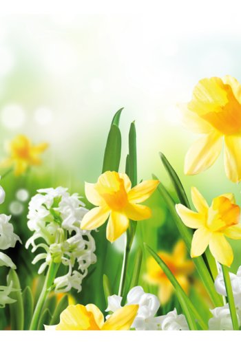 ARTGEIST - Fototapet med pskeliljer og hyacinter - Flere strrelser