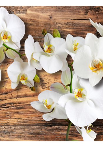 ARTGEIST - Fototapet med hvide orkidéer p baggrund af brndt tr - Flere strrelser