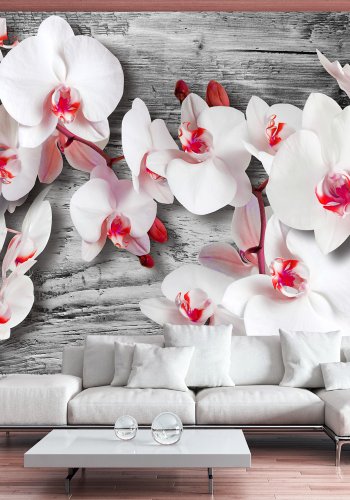 ARTGEIST - Fototapet med hvide orkidéer p baggrund af slv tr - Flere strrelser