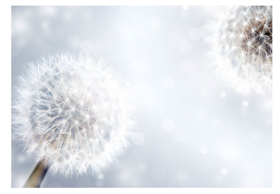 ARTGEIST - Fototapet med mlkebtter - Flere strrelser