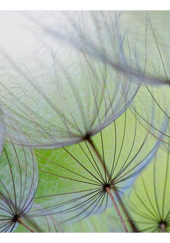 ARTGEIST - Fototapet med blomster p grn baggrund - Flere strrelser