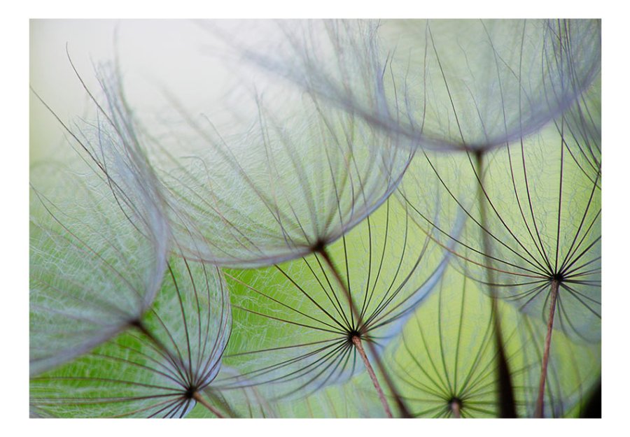 ARTGEIST - Fototapet med blomster p grn baggrund - Flere strrelser