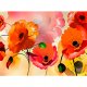 ARTGEIST fototapet XXL - Velvet poppies, multifarvet print (280x500)