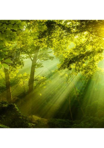 ARTGEIST fototapet XXL -  In a Secret Forest II, grnt print (280x500)