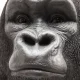 KARE DESIGN Monkey Gorilla Front XXL figur - polyresin (H:107cm)