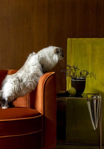 DUTCHBONE Flower loungestol, m. armln - orange fljl stof og sort stl