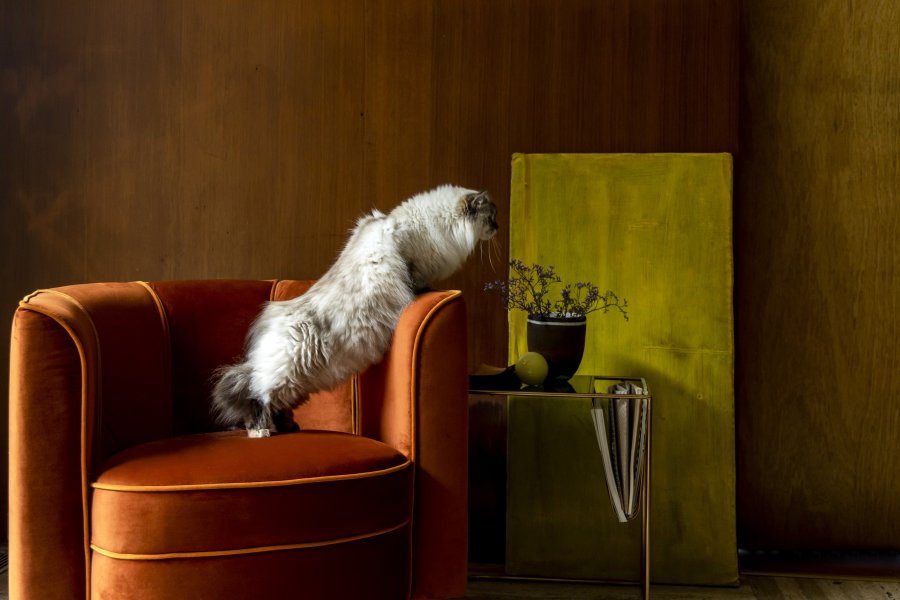 DUTCHBONE Flower loungestol, m. armln - orange fljl stof og sort stl