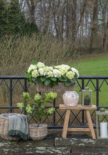 HOUSE NORDIC  Pulo Kurve - Kurve, kubu rattan, natur st af 2