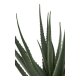 HOUSE NORDIC Aloe Vera kunstig plante - grn PE plastik (H:51cm)