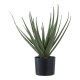 HOUSE NORDIC Aloe Vera kunstig plante - grn PE plastik (H:51cm)