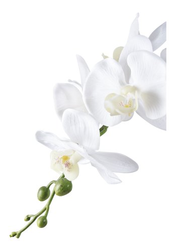 HOUSE NORDIC Orkidé kunstig plante - hvid og grn PE plastik (H:49cm)