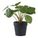 HOUSE NORDIC Pelia kunstig plante - grn PE plastik (H:28cm)