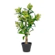 HOUSE NORDIC kunstig Skimmia Tr plante - grn plastik (H:75)