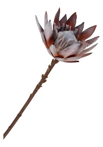 HOUSE NORDIC King Protea buket kunstige blomster, mix - rosa plastik (H:74)