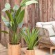 KAVE HOME Yucca kunstig plante, m. urtepotte - grn polyethylen og sort cement (H:80)