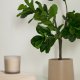 KAVE HOME Ficus kunstig plante - grn polyethylen (H:150)
