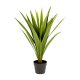KAVE HOME Yucca kunstig plante, m. urtepotte - grn polyethylen og sort cement (H:80)