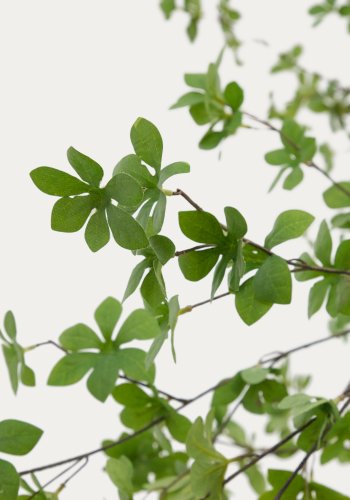 KAVE HOME Enkianthus kunstigt tr med sort potte 214 cm