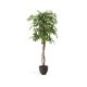 KAVE HOME Kunstig Ficus tr i sort potte 180 cm