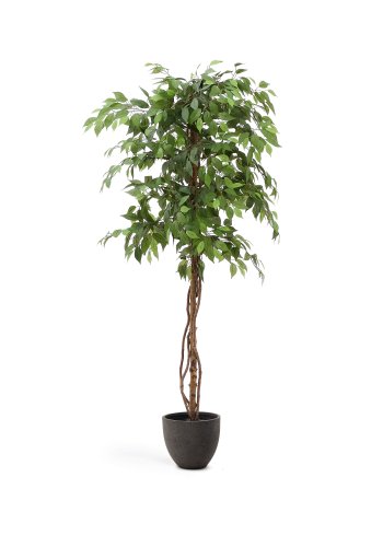 KAVE HOME Kunstig Ficus tr i sort potte 180 cm