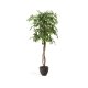 KAVE HOME Kunstig Ficus tr i sort potte 180 cm