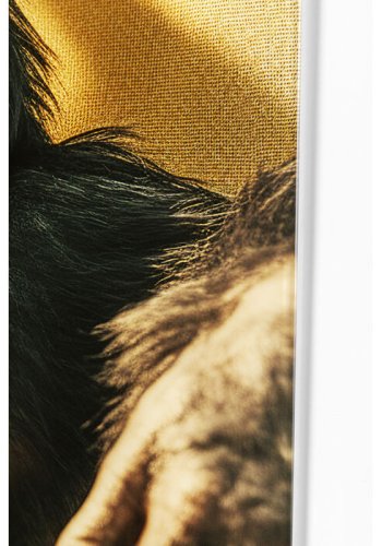 KARE DESIGN Holiday Monkey glasbillede, rektangulr - multifarvet lamineret glas (80x60)