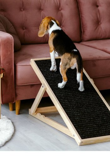 ANIMOOD Skipper rampe til hunde, justerbar i 4 hjder - natur fyrretr