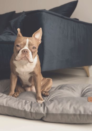 ANIMOOD Mort hundeseng, rektangulr - gr wigofil (73x53)