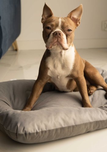 ANIMOOD Mort hundeseng, rektangulr - gr wigofil (93x73)