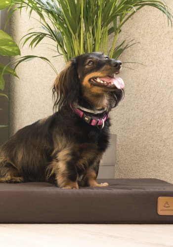 ANIMOOD Melman ortopdisk hundeseng, rektangulr - brun wigofil (108x70)