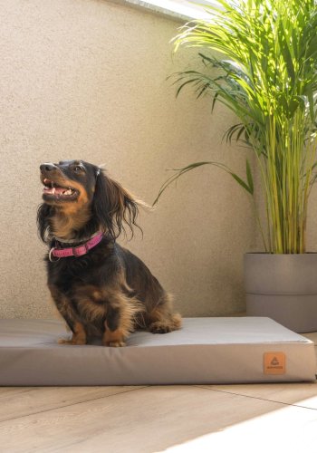 ANIMOOD Melman ortopdisk hundeseng, rektangulr - gr wigofil (108x70)